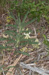 Tennessee milkvetch